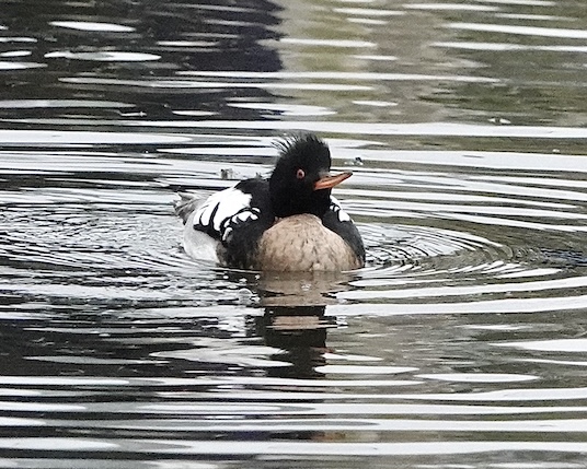 merganser